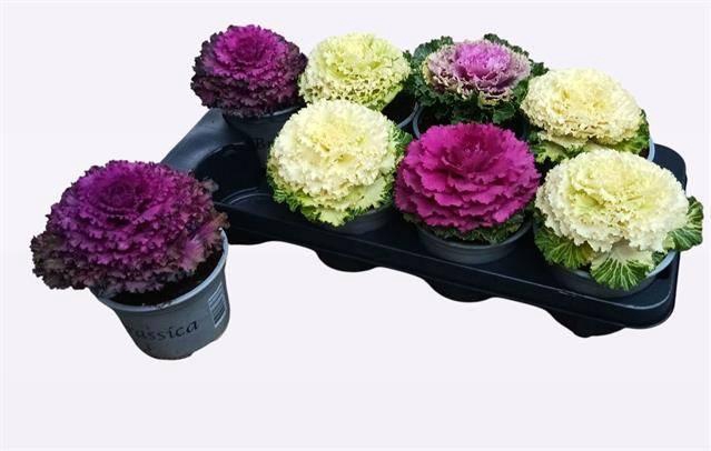 <h4>BRASSICA (SIERKOOL)</h4>