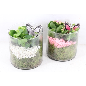 arr2 PL - Glas cilinder 15x15 - roze/wit