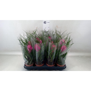 Tillandsia cyanea 'Anita'