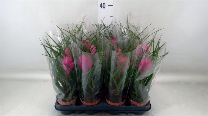 <h4>Tillandsia cyanea 'Anita'</h4>