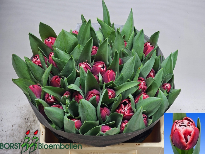 <h4>TU DU SOULMATE</h4>