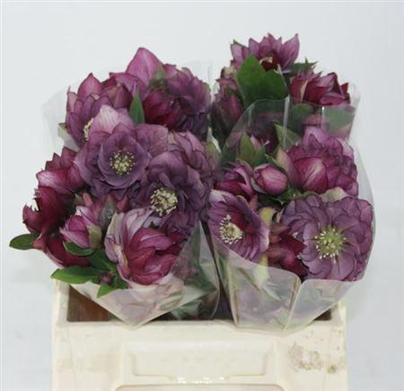 <h4>Hell Or Queens Db P</h4>