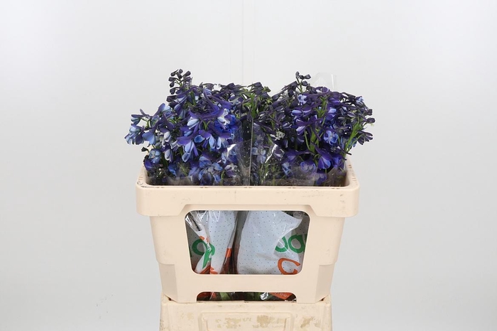 <h4>Delph En Donna</h4>