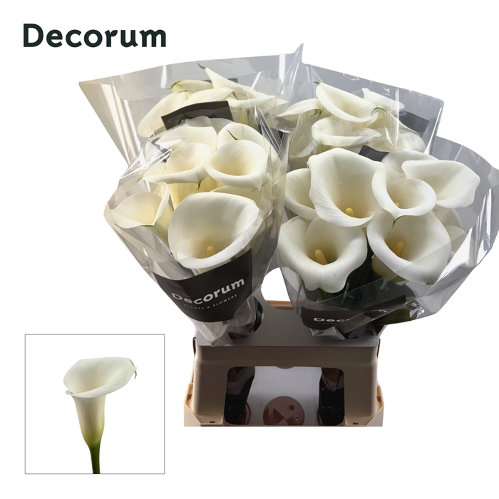 <h4>Calla Ivory Art Future</h4>