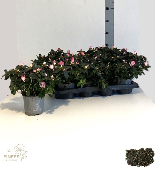 <h4>RHODO SI VOGEL GEM</h4>