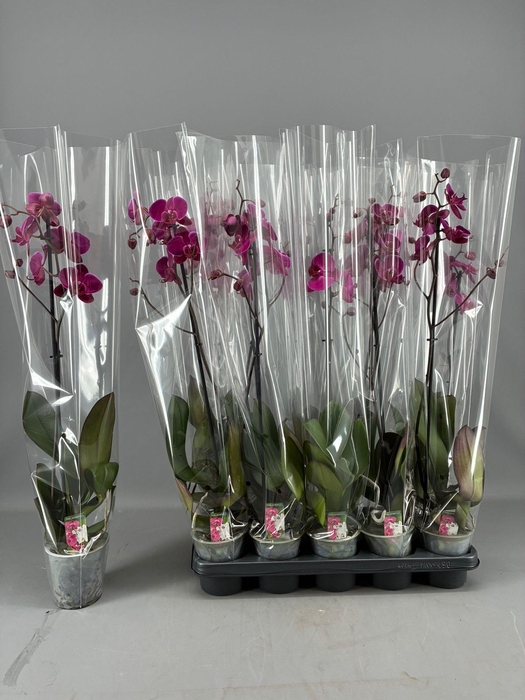 <h4>PHAL OV PAARS</h4>