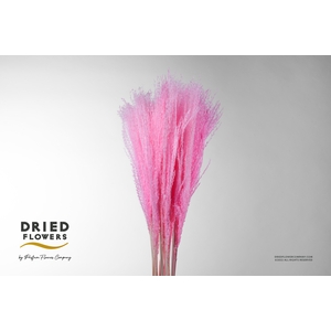 Dried Bleached Miscanthus Light Pink