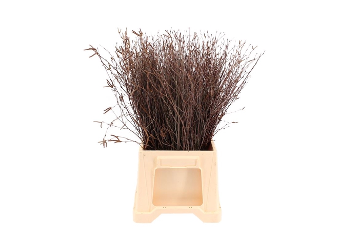 <h4>Berk ( Birch ) Natural 60</h4>