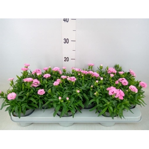 Dianthus  'Oscar Pink Star'