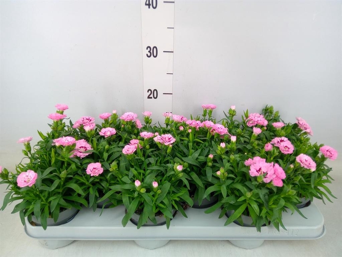 <h4>Dianthus 'Oscar Pink Star'</h4>