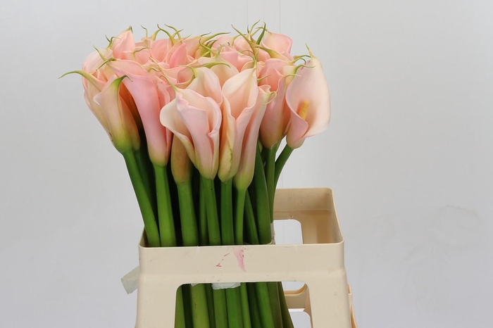 Zantedeschia Eydolls Salmon