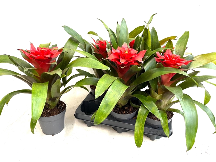 <h4>GUZM OPTIMA</h4>