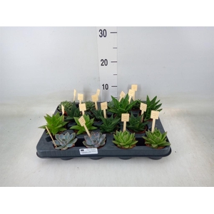 Succulents   ...mix 4