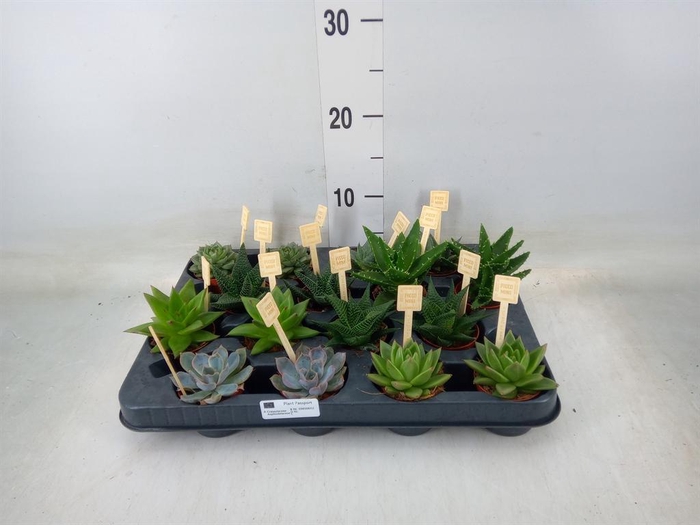 <h4>Succulents   ...mix 4</h4>