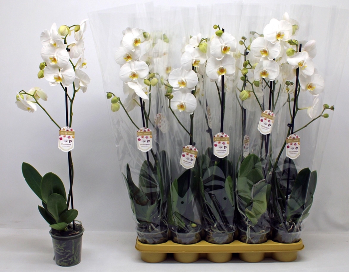 <h4>PHAL OV WIT</h4>