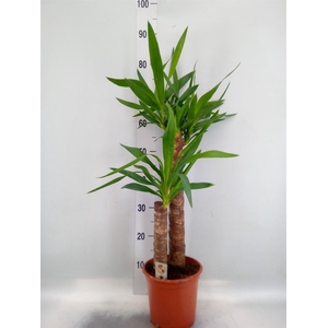 Yucca   ...