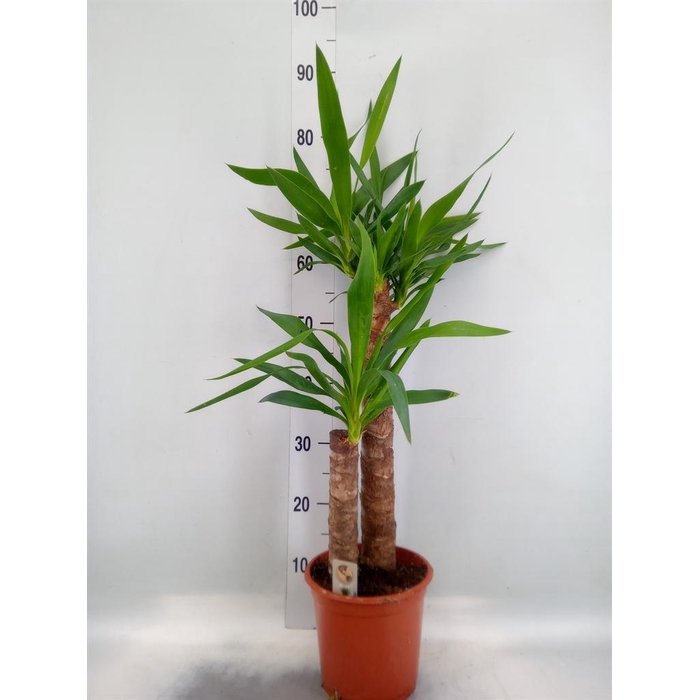 <h4>Yucca   ...</h4>