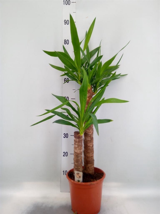 <h4>Yucca ...</h4>