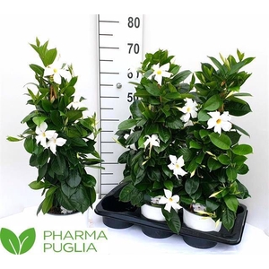 MANDE RIO WHITE