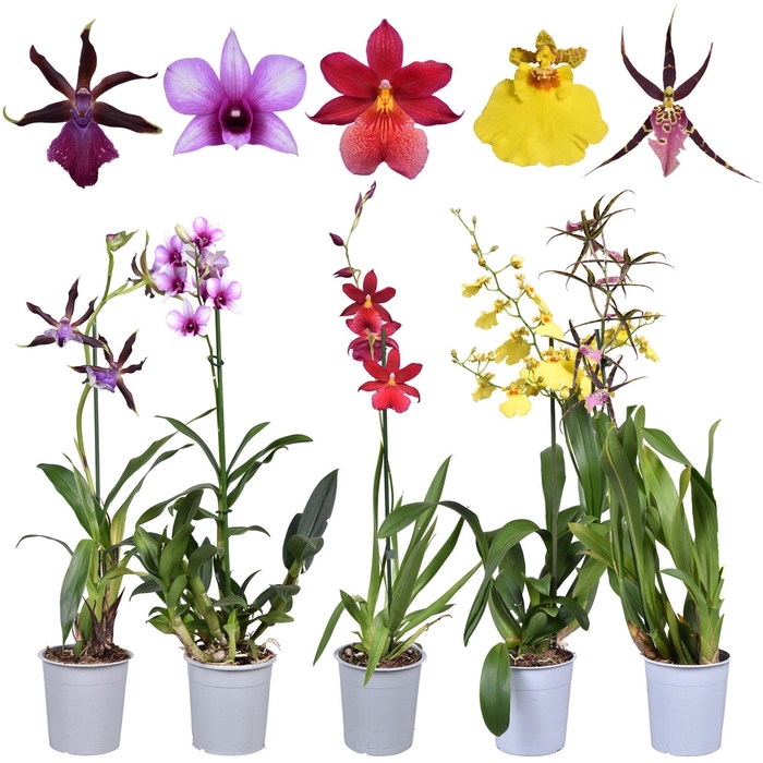 <h4>ORCHIDEEEN OVERIG</h4>