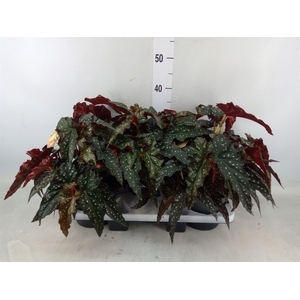 Begonia maculata