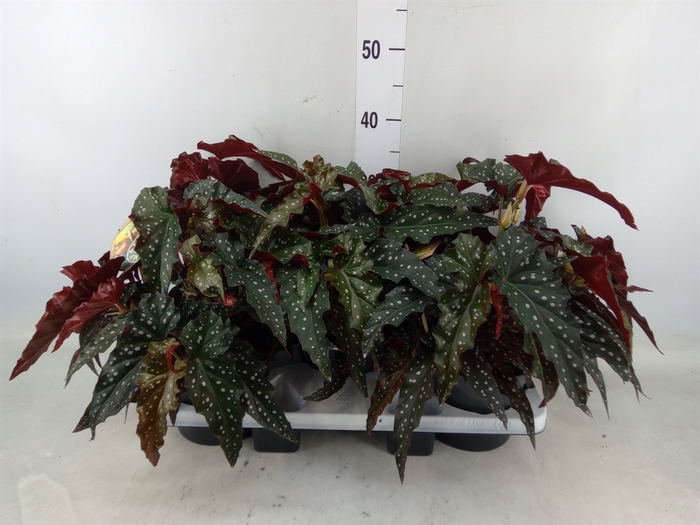 <h4>Begonia maculata</h4>