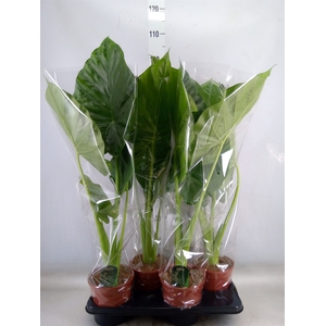 Alocasia macrorrhiza