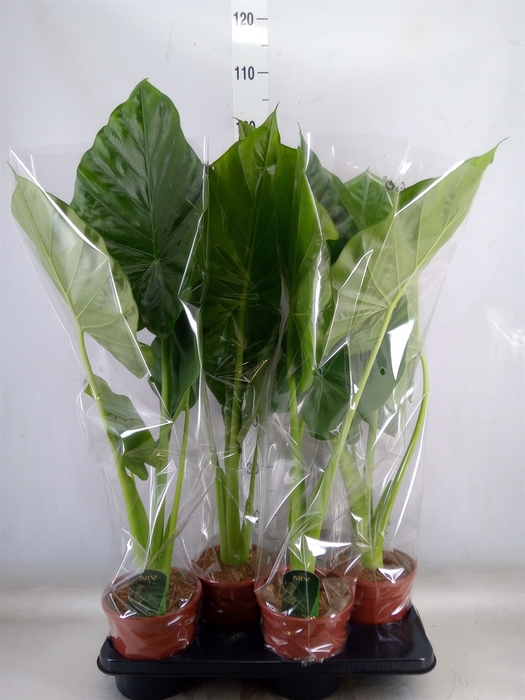 <h4>Alocasia macrorrhiza</h4>