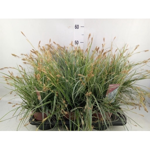 Carex oshimensis 'Everest'