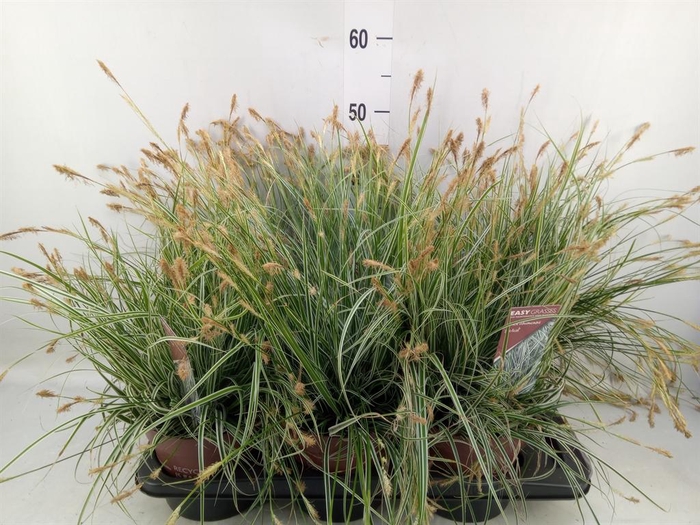 <h4>Carex oshimensis 'Everest'</h4>