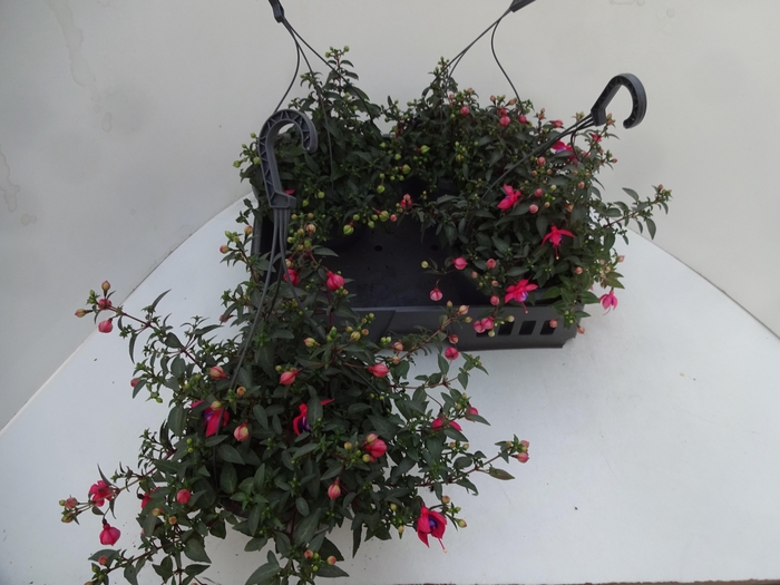 <h4>FUCHSIA GEM</h4>