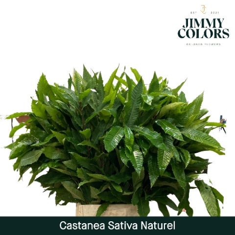 <h4>Castanea sativa Naturel</h4>