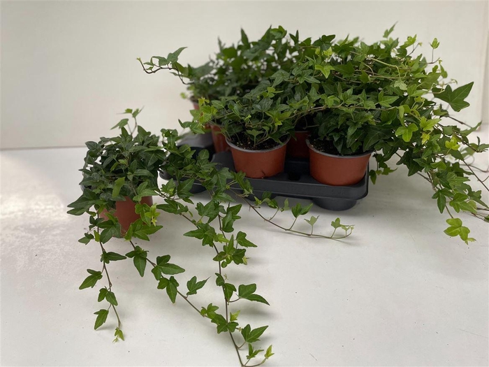 <h4>Hedera he Shamrock</h4>