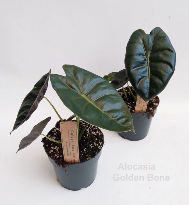 Alocasia