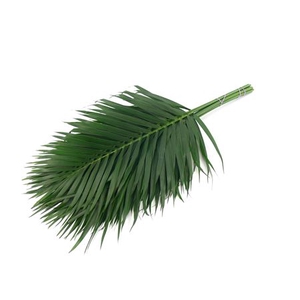 Cane Palm 80 Cm