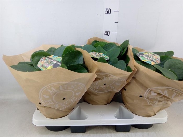 <h4>Pilea peperomioides</h4>