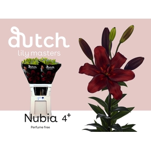 LI LA NUBIA 4+