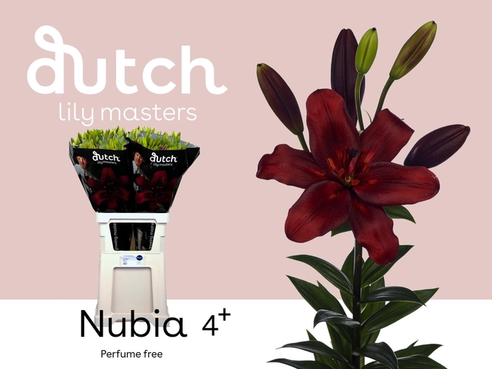 <h4>LI LA NUBIA 4+</h4>