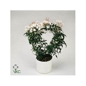 Jasm Polyanthum Bloom