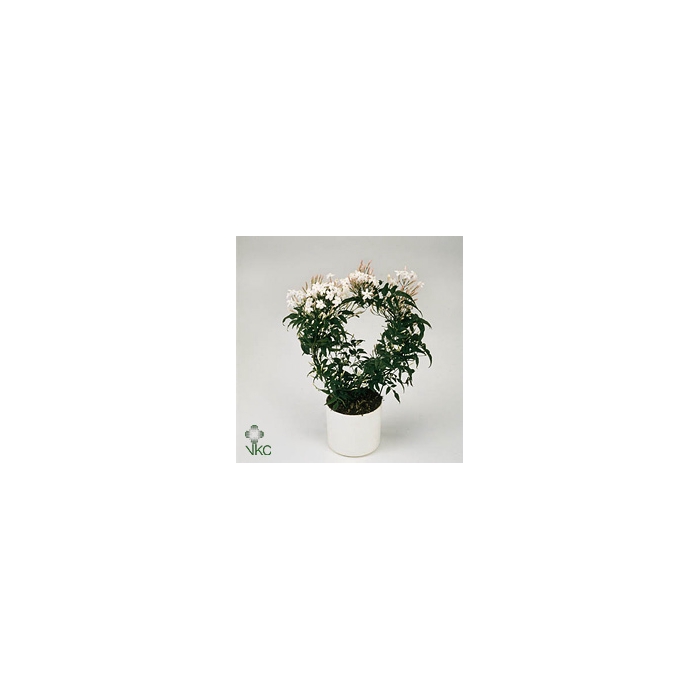 <h4>Jasm Polyanthum Bloom</h4>