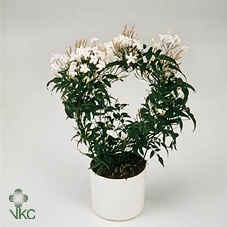 Jasm Polyanthum Bloom