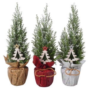 PTK25122 Ellwoodii met sneeuw in rondella folie mix met decoratie