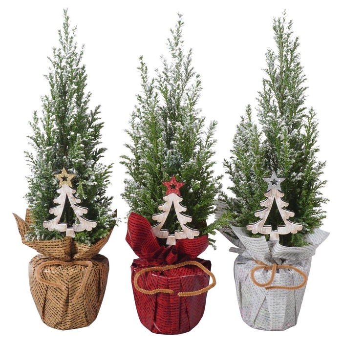 <h4>PTK25122 Ellwoodii met sneeuw in rondella folie mix met decoratie</h4>