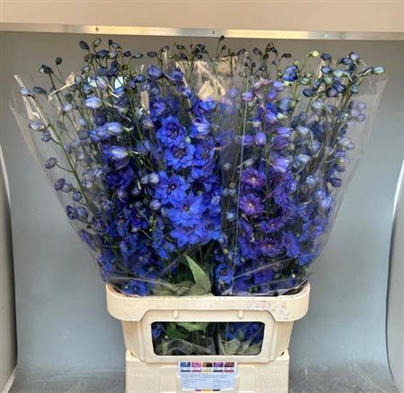 <h4>Delph Du Aurora Blue</h4>