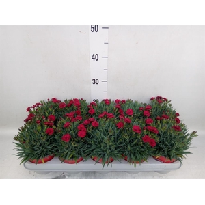 Dianthus car. 'Peman Red'