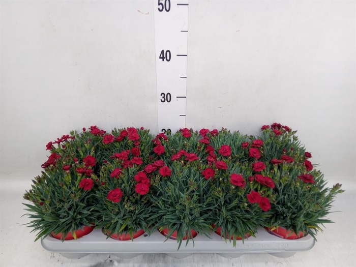 <h4>Dianthus car. 'Peman Red'</h4>