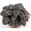PEPEROMIA CAPERATA C21