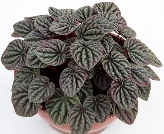 PEPEROMIA CAPERATA C21