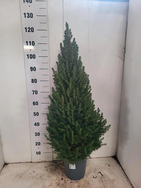 <h4>PICEA GL CONICA</h4>