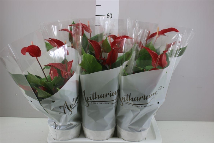 <h4>Anth Banderola Roja</h4>